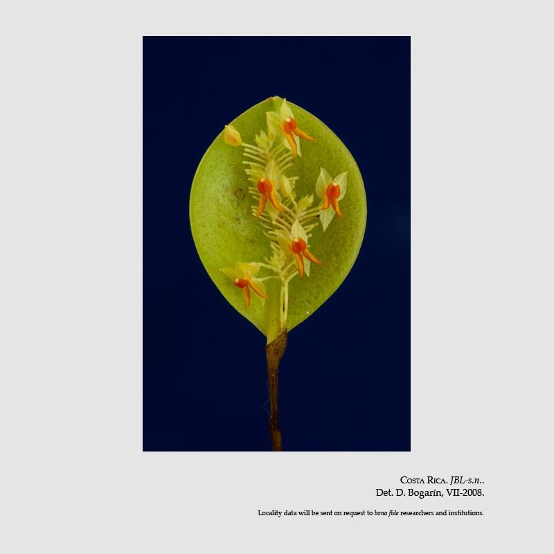 Lepanthes droseroides